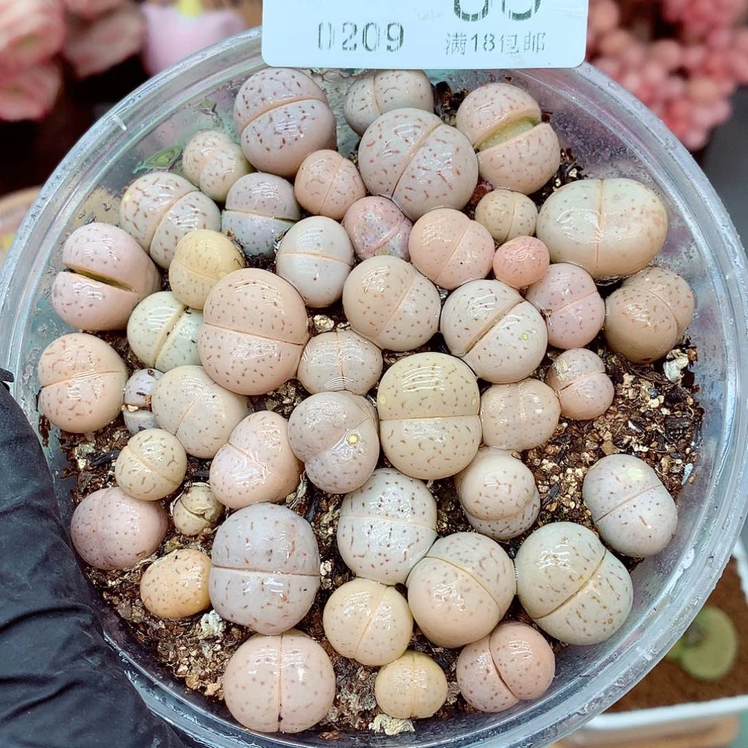 郎哥多肉生石花9-86