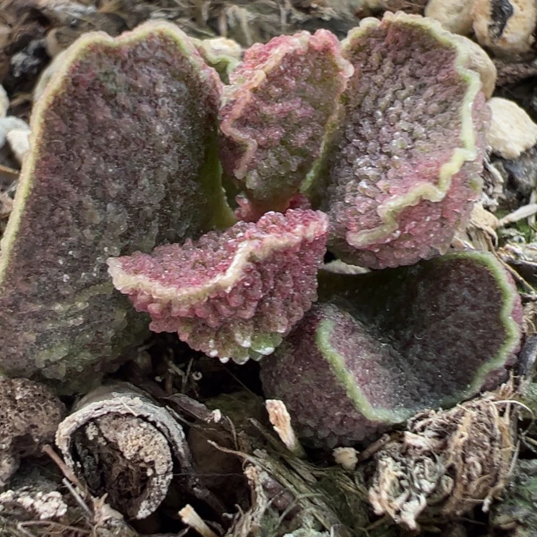 实生新品多肉植物水泡