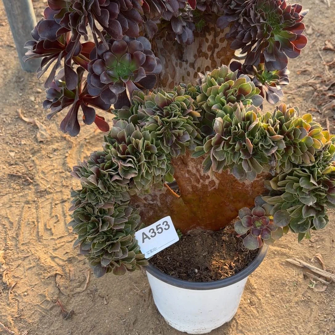 等***待玫瑰缀，欧紫缀2棵断枝不包353