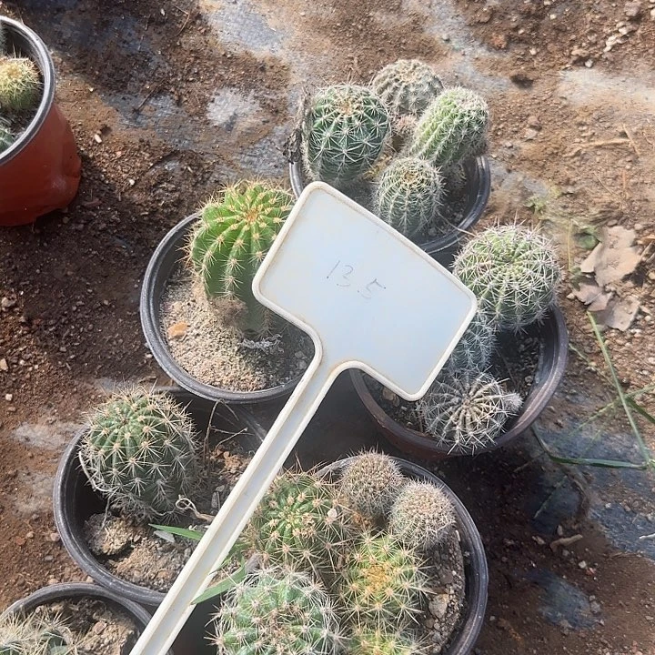 朝***阳135号毛花柱实生的20的