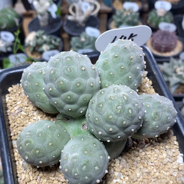 大群生习志野145号11.7cm