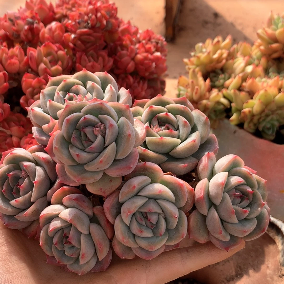 释*6801开花瑕疵不售后