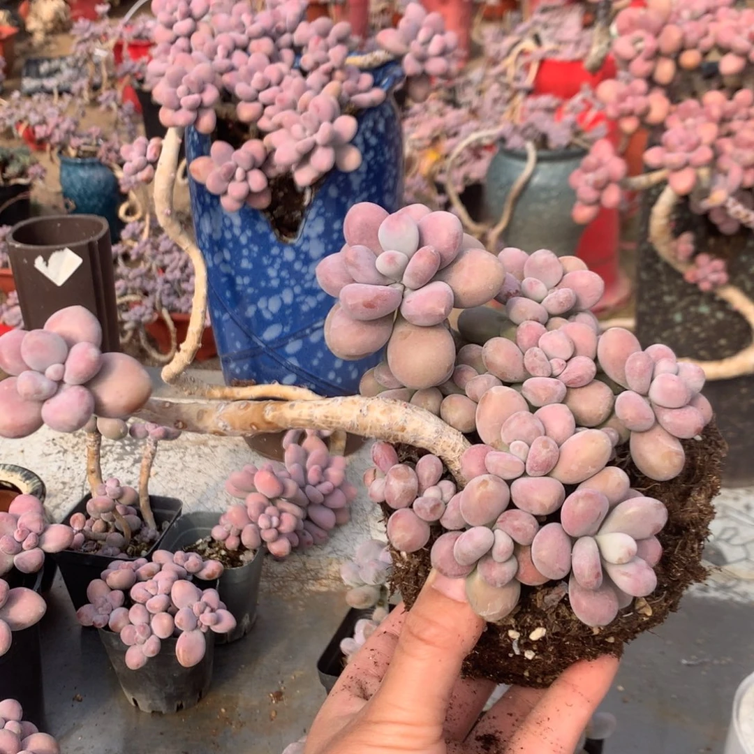 桃蛋老桩不带盆36号