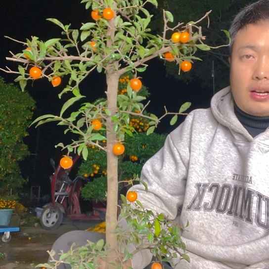 无花朵金弹子庭院原生品种