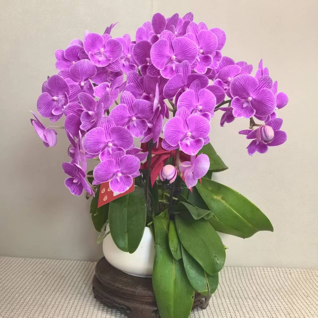 蝴蝶兰《美人鱼》精品带花带苞耐寒基地直发