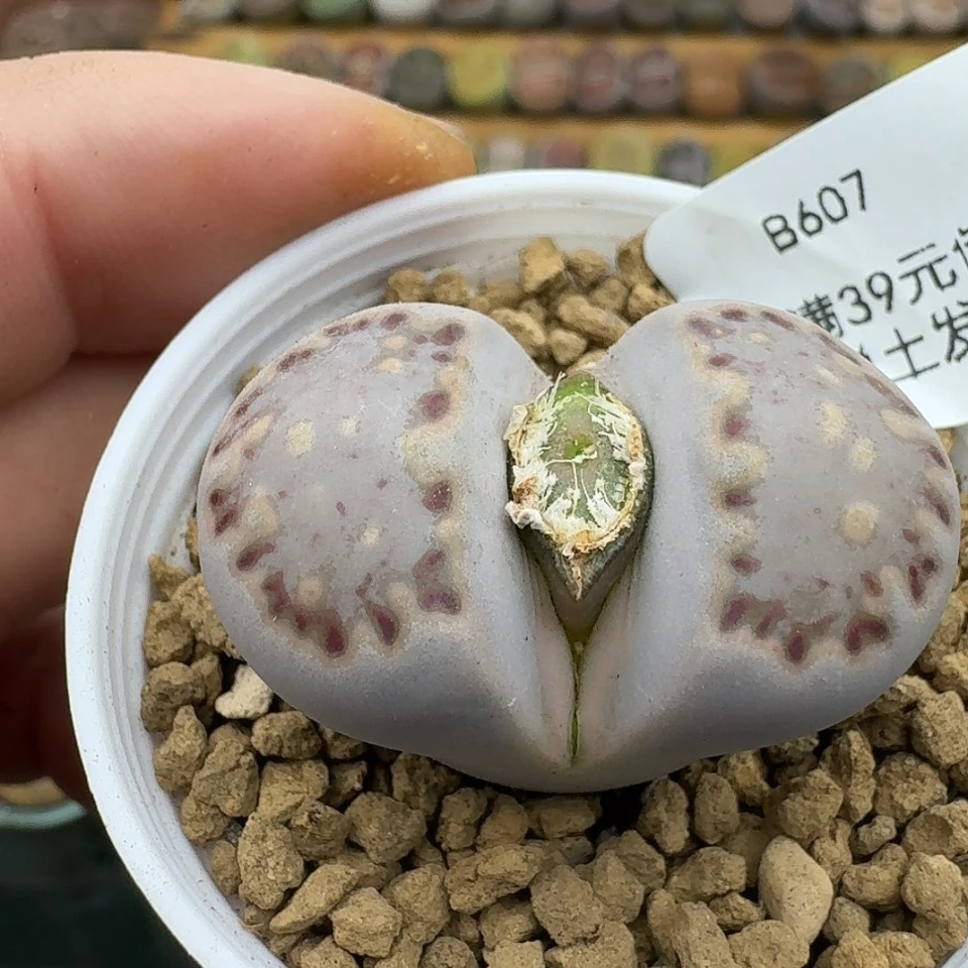 607多肉3.3厘米哈哈哈