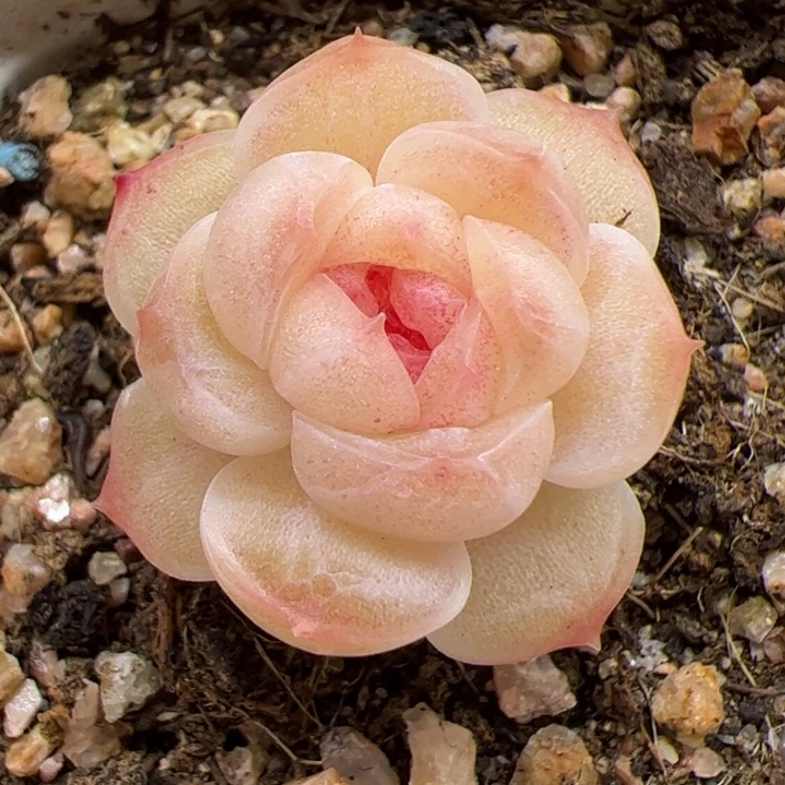 b61 一物一拍精品糖心，尺寸不大介意勿拍