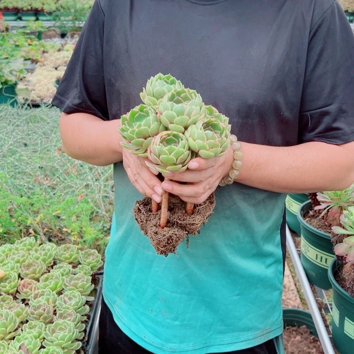 粉花妖6个单头多肉法师