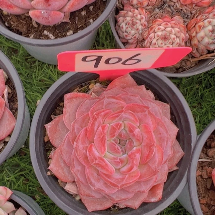 健健康康平平安安多肉