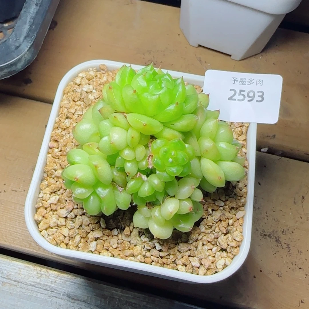 灯泡珍妮群，2593多肉植物