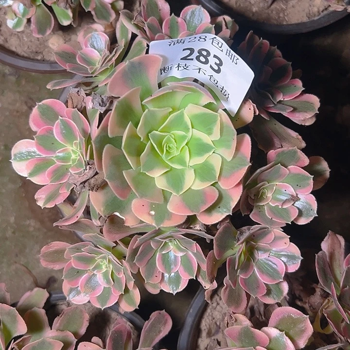 283粉女郎多肉植物