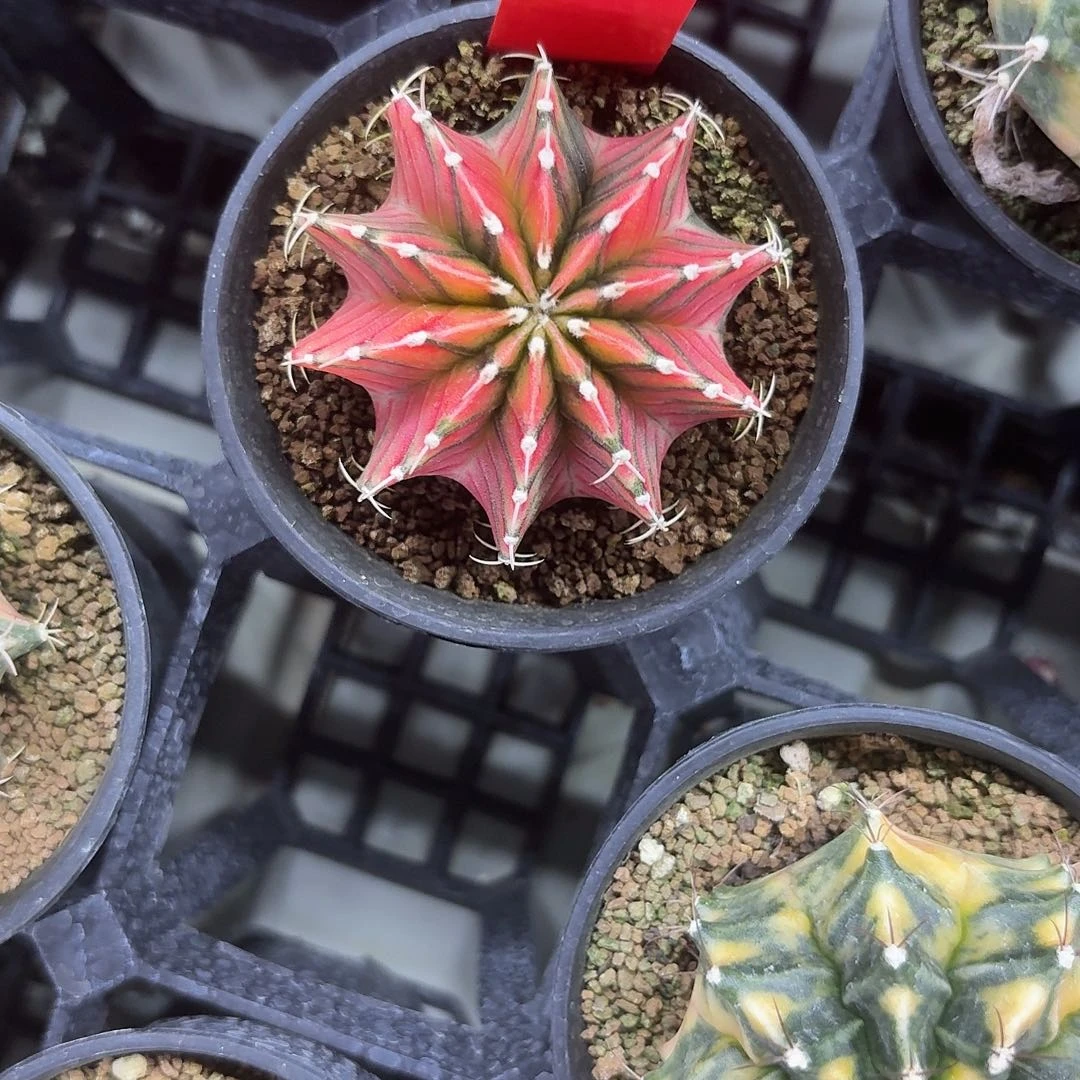 L540-1111广东发货