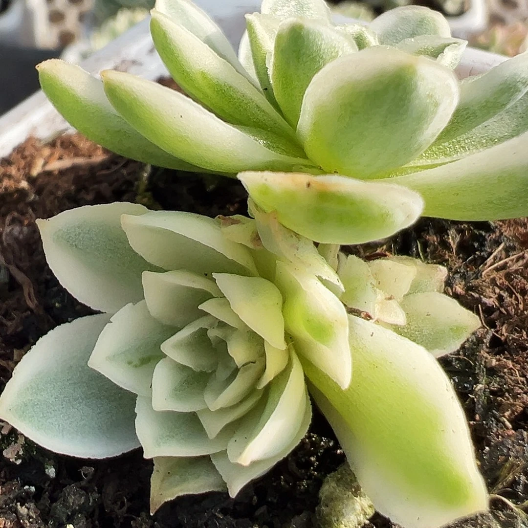 山地玫瑰锦秋夕943号