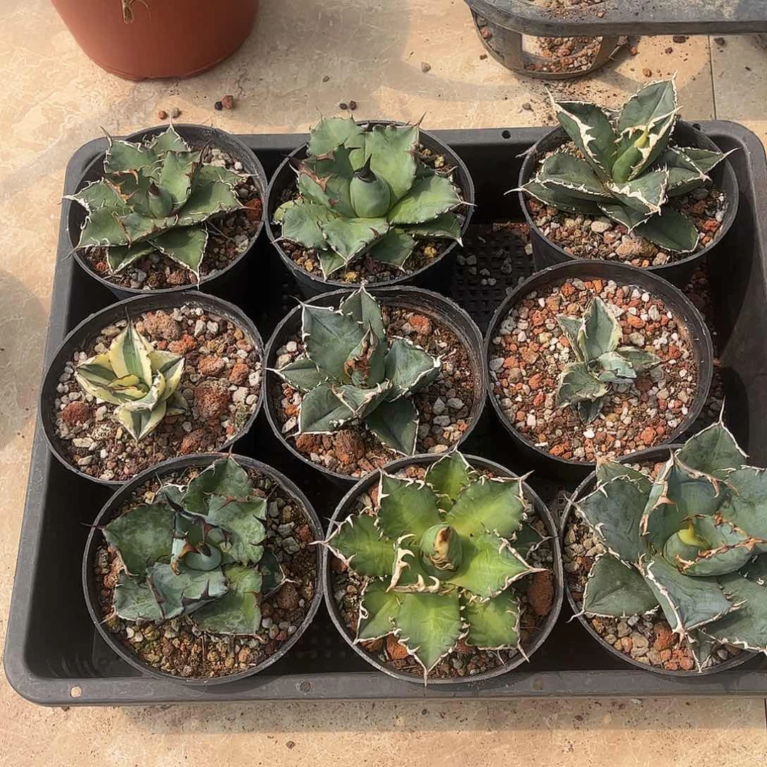 新手福利套餐9个一组