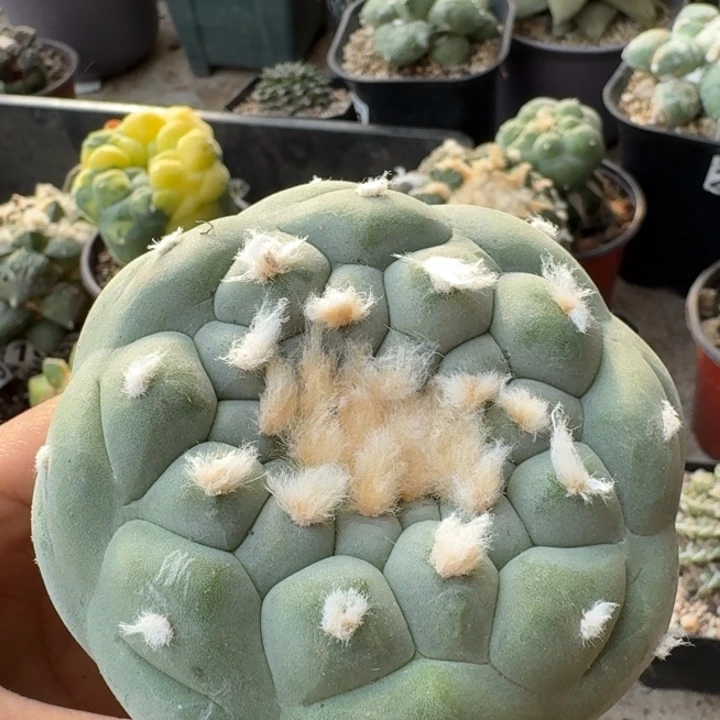 0722苗接超白肌大仙