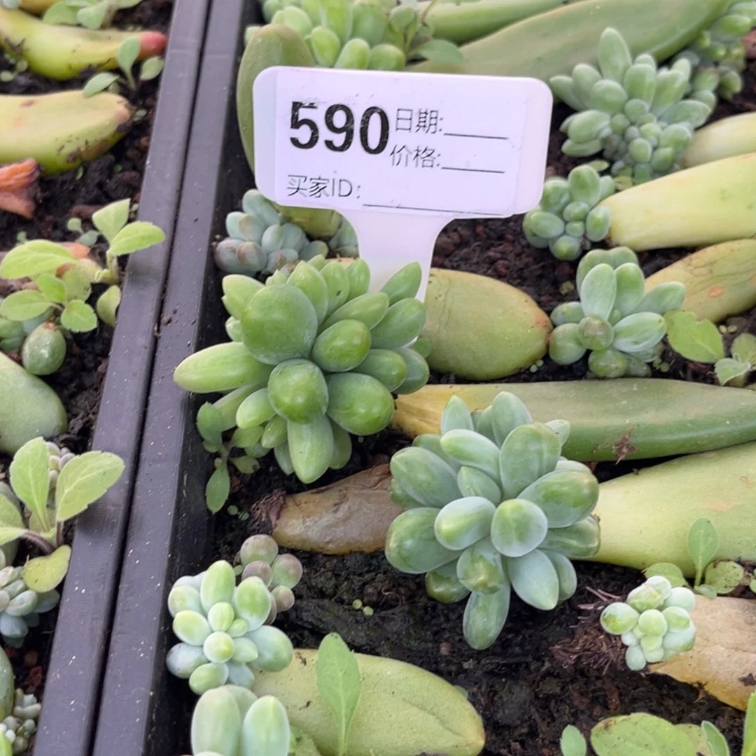 不***二x多肉植物小苗590
