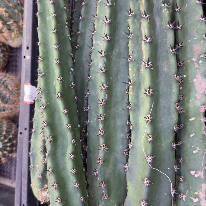 黑刺秀普歪25公分左右无根侧牙，20包邮