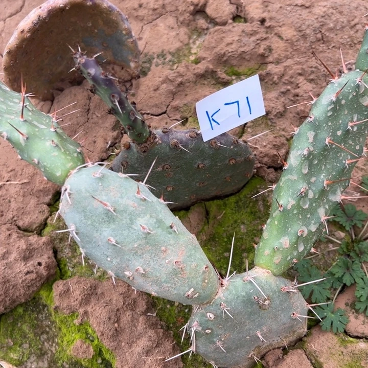 ℳ****K71仙人掌一颗18///