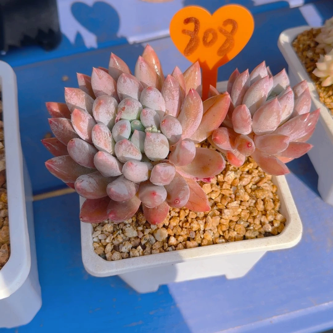 莫*玛808多肉植物一物一拍