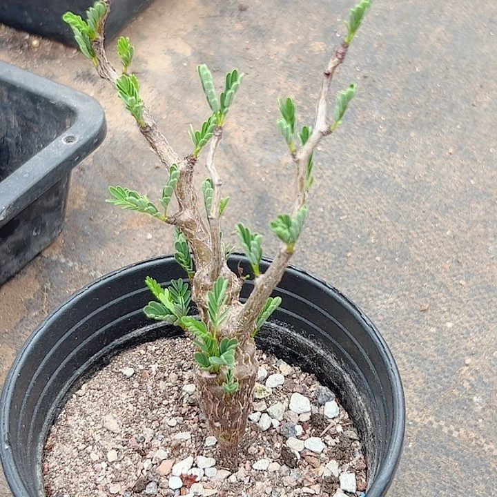 沙漠苏木实生块根