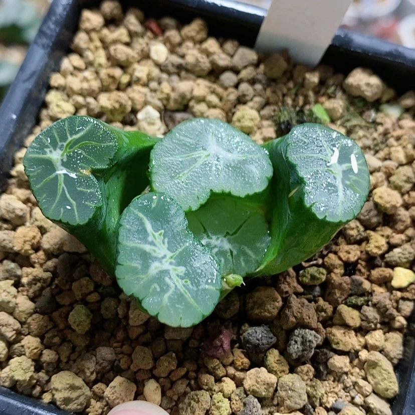 【闪购商品】60大窗不死鸟