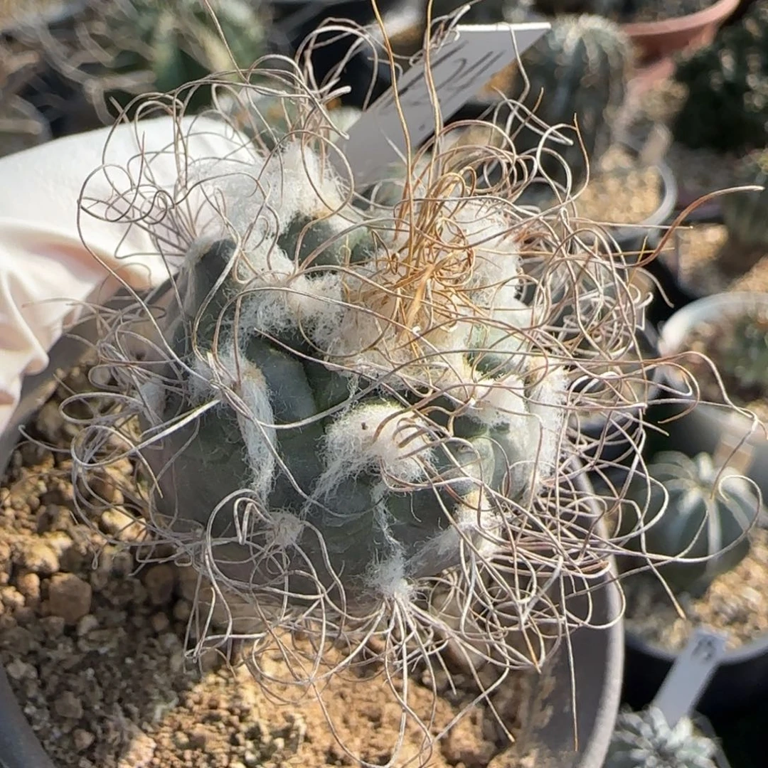 624脱土发 娇丽。