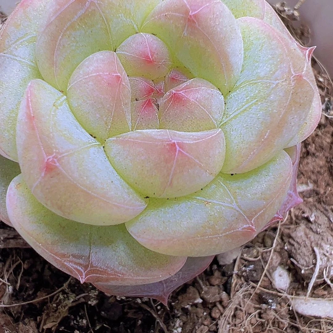 6.5厘米盆小纹星珍妮19包邮