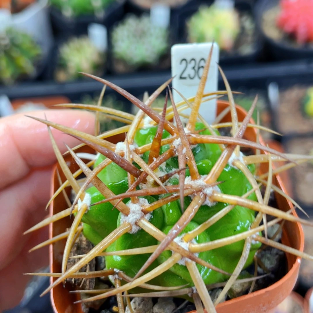 盆5公分满25包邮裸根发货