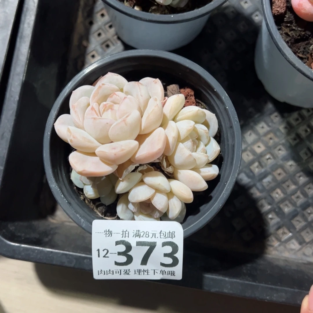 c****.冰玉，多肉多肉多肉