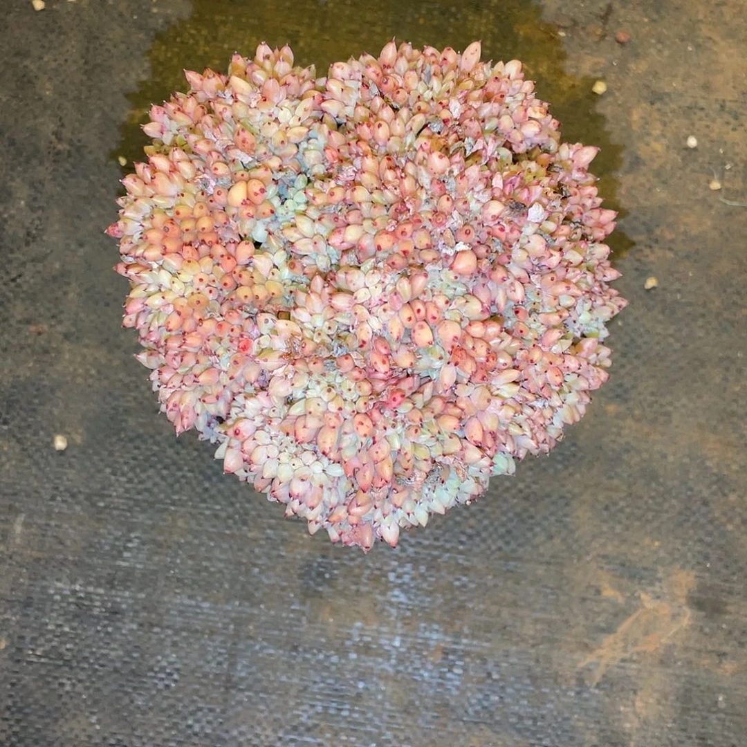 M***a多肉植物一物一拍