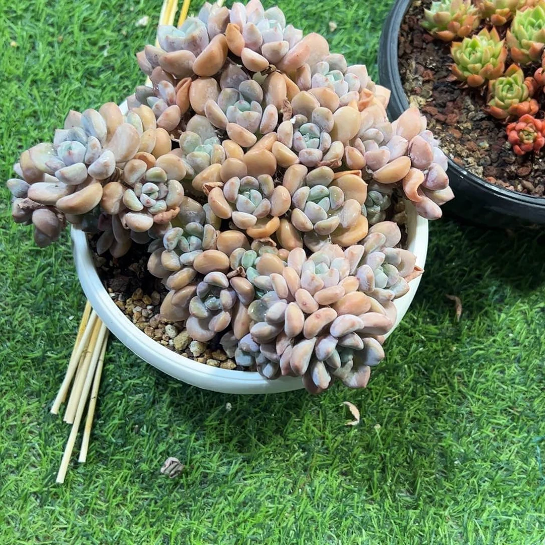 守***候白鹭老桩多肉植物