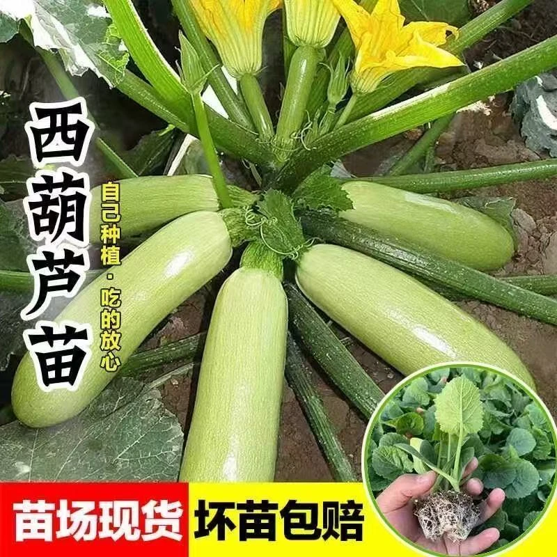 【西葫芦苗】优质高产早熟成活率高优质带土球穴盘种苗蔬菜苗