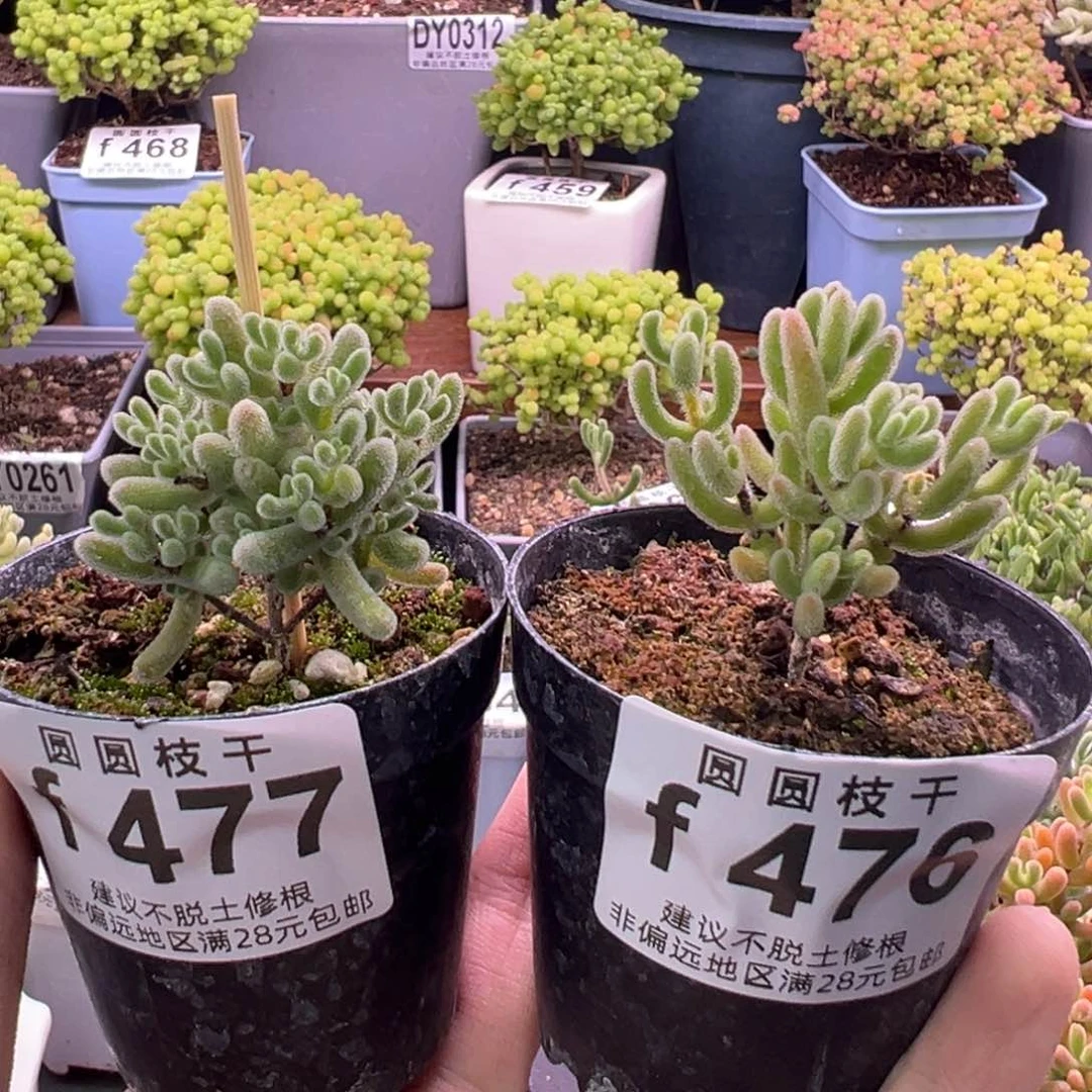 珺***^477和476组合福利两个