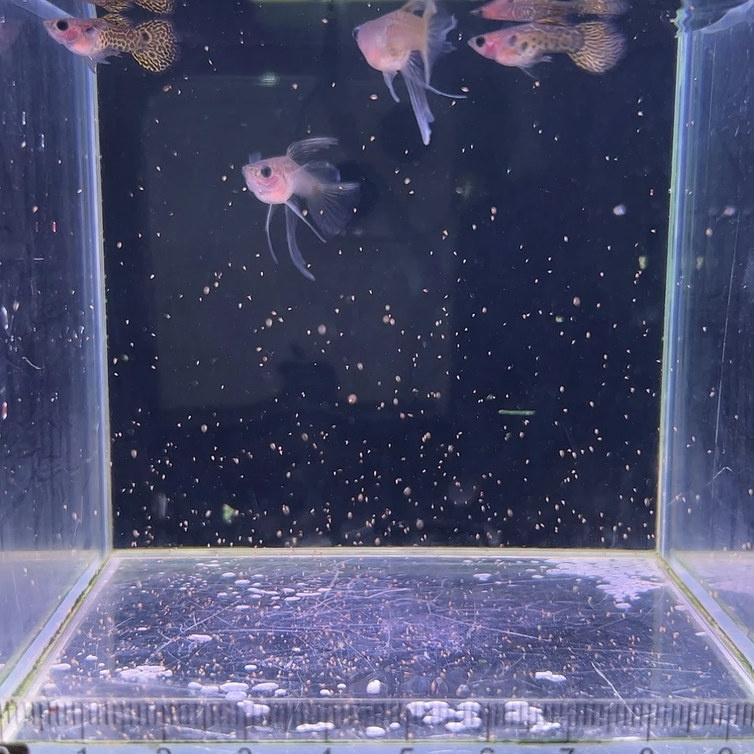 孔雀鱼野生色黄蕾丝玻璃猫c2对