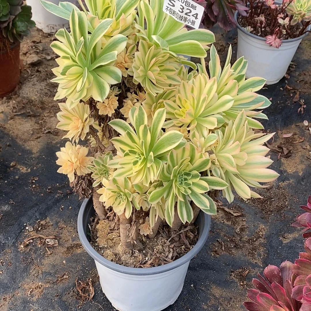 324艳凝老桩多肉有砍