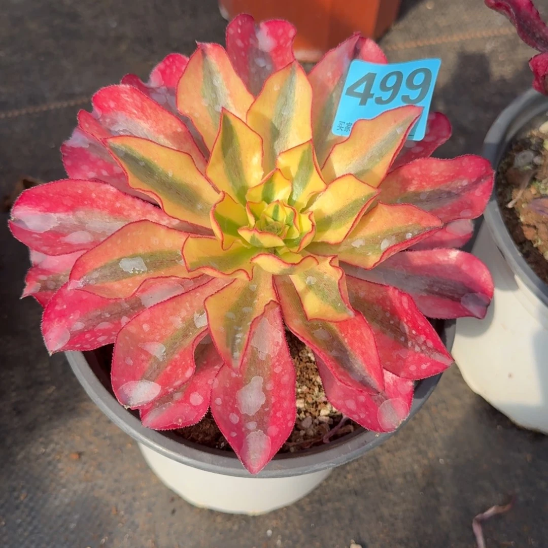 辣****?499多肉魅影发货