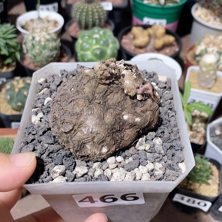 466一叶龟块根植物