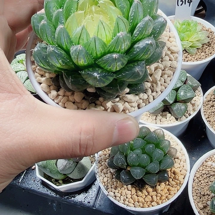 宝莲灯新手好养的