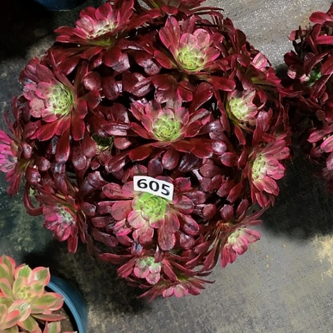 紫胭脂605脱土发货