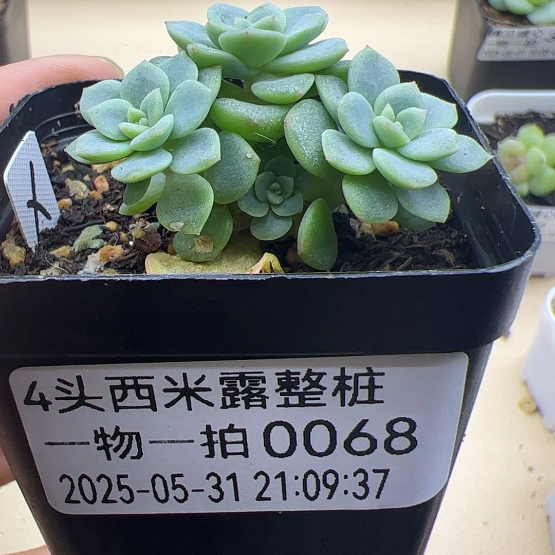 四头西米露哈哈哈哈哈