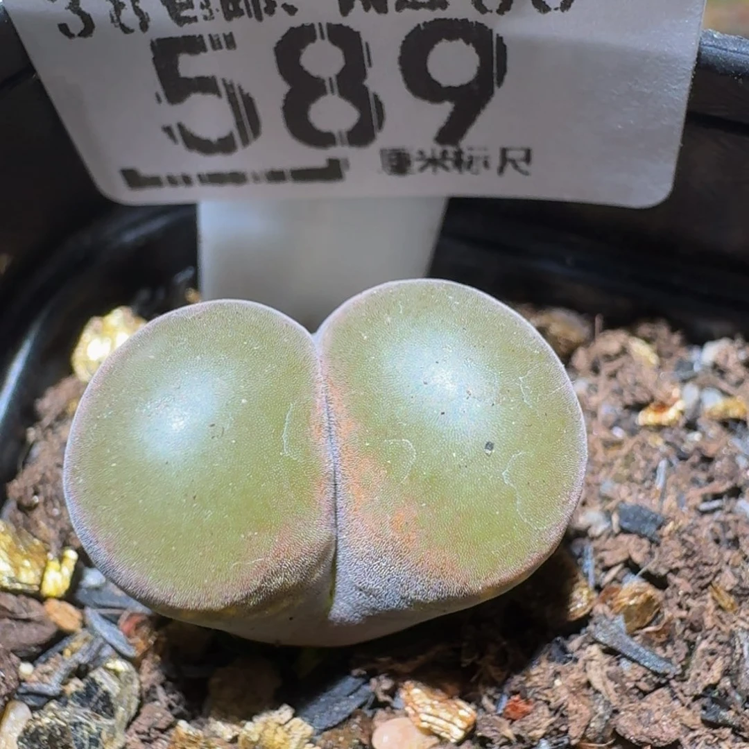 zzzzz精品生石花589