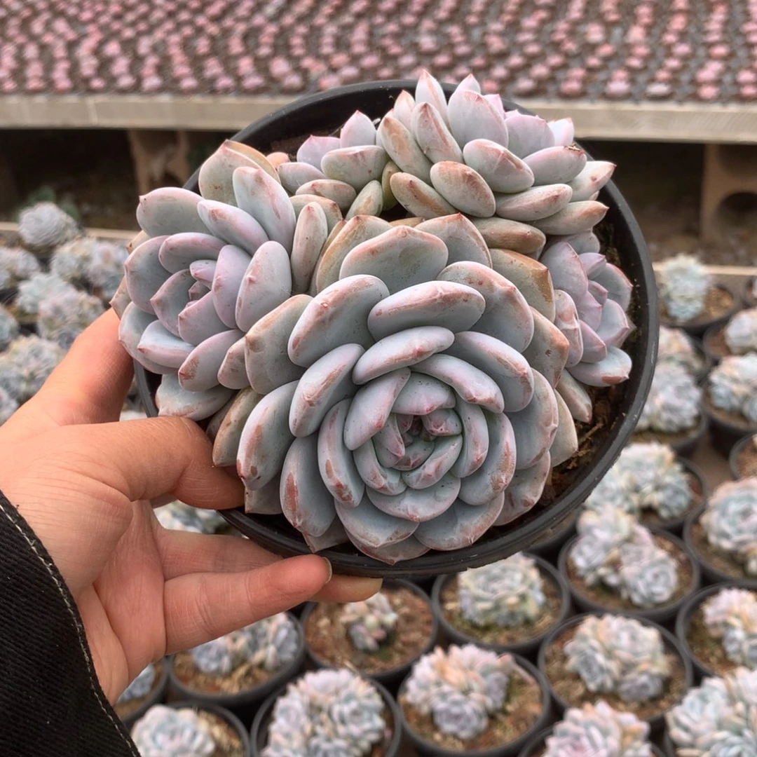 无花朵哈哈哈哈哈哈哈哈无砍39