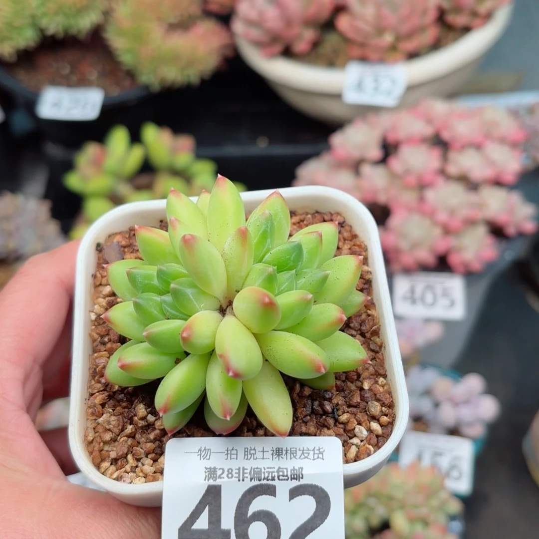 青花瓷双头无盆土发货