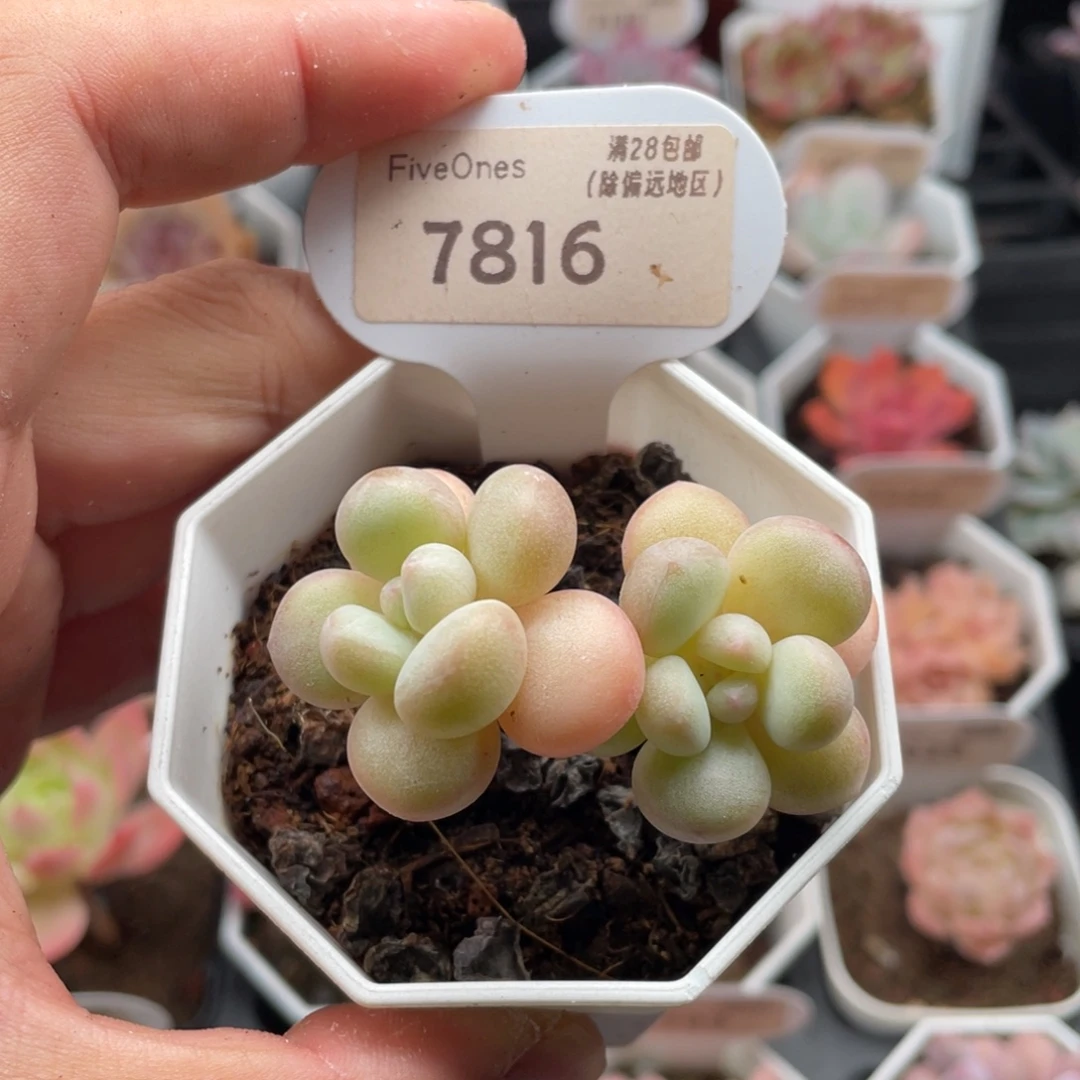 泡泡糖7816-5.5厘米