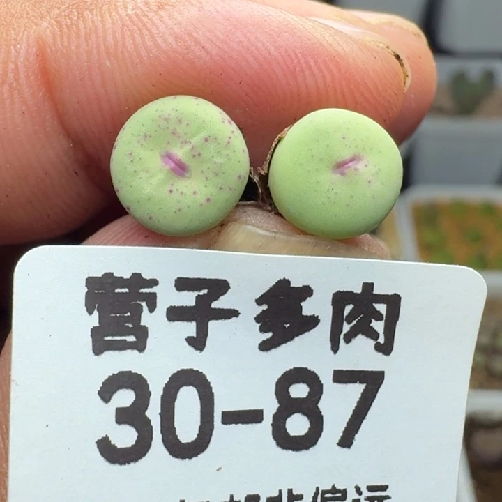 紫皮大红嘴。