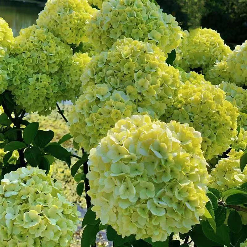 中华木绣球大花斗球耐热耐寒南北方种植基地直发庭院阳台一物一拍