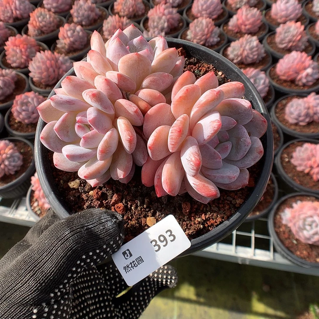 393星橙多肉植物666