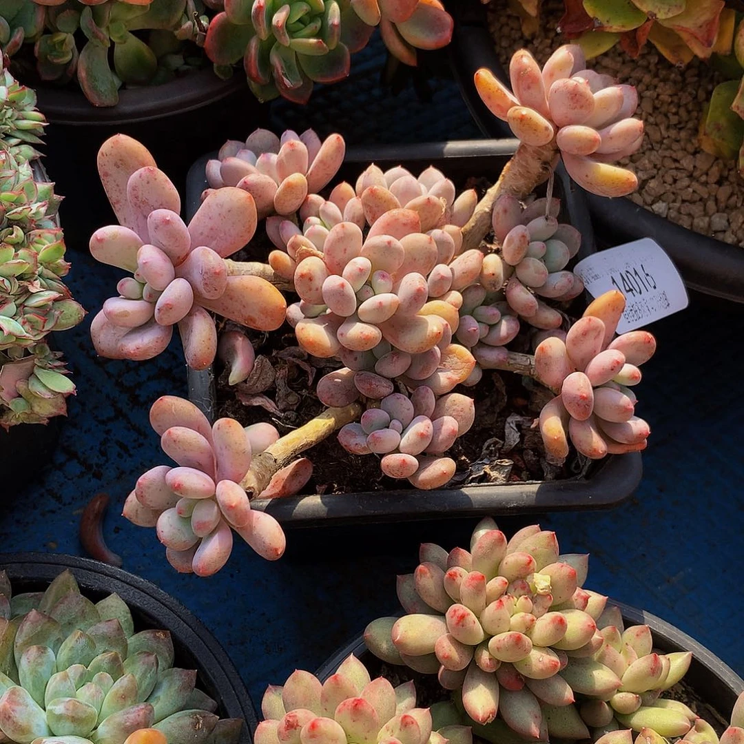 娟***娟香香雪14016多肉多肉