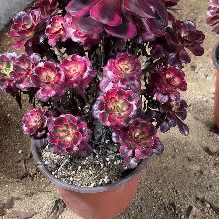 多肉植物香奈儿金……