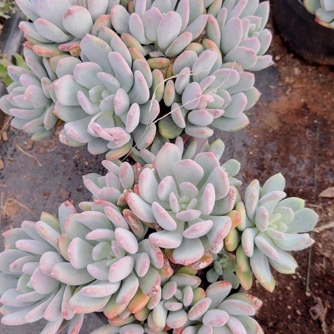 洪***56号姑娘两颗包邮包邮